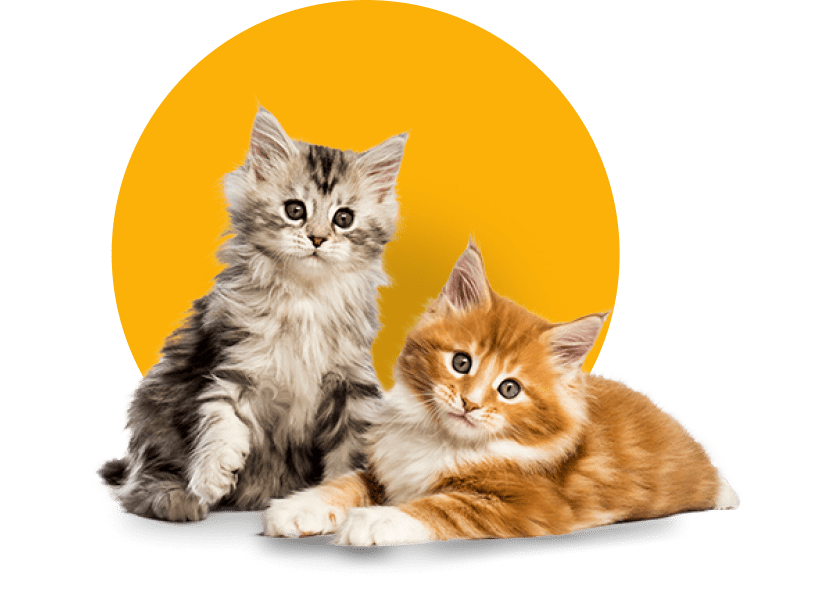 Read more about the article When you and your cat live miles apart